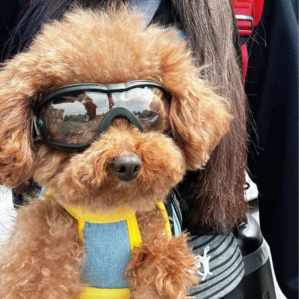Adjustable TPU Dog Sunglasses  - Snow Goggle Uv review and price
